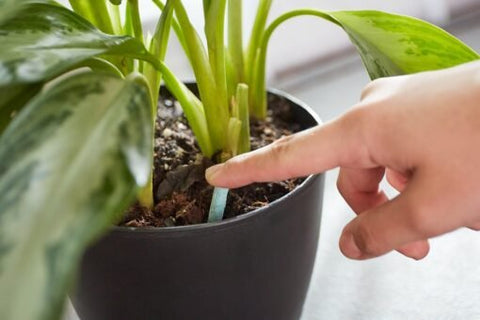 Miracle-Gro Indoor Plant Food 48 Spikes